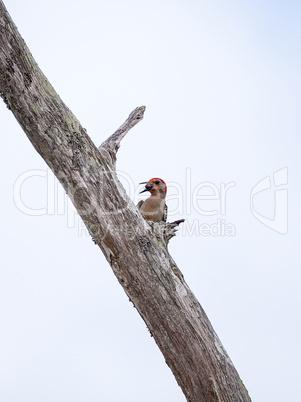 Hungry Red-bellied woodpecker bird Melanerpes carolinus