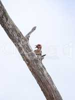 Hungry Red-bellied woodpecker bird Melanerpes carolinus