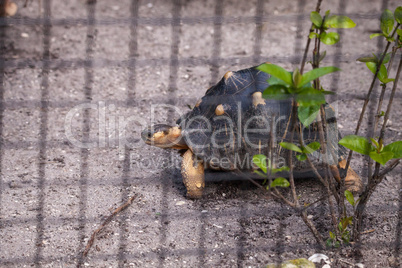 Radiated tortoise Astrochelys radiata