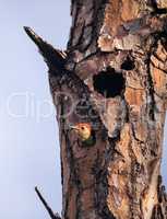 Red-bellied woodpecker bird Melanerpes carolinus in a nest hole