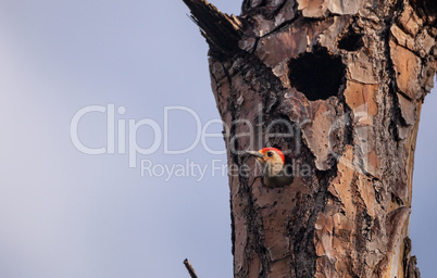 Red-bellied woodpecker bird Melanerpes carolinus in a nest hole