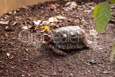 Red footed tortoise Chelonoidis carbonaria