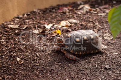 Red footed tortoise Chelonoidis carbonaria