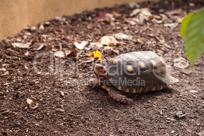 Red footed tortoise Chelonoidis carbonaria