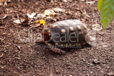 Red footed tortoise Chelonoidis carbonaria