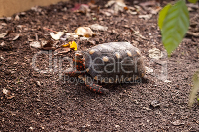 Red footed tortoise Chelonoidis carbonaria