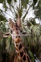 Curious and friendly Reticulated giraffe Giraffa camelopardalis