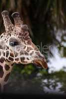 Curious and friendly Reticulated giraffe Giraffa camelopardalis
