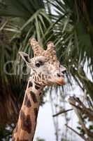 Curious and friendly Reticulated giraffe Giraffa camelopardalis