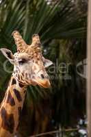 Curious and friendly Reticulated giraffe Giraffa camelopardalis