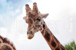 Curious and friendly Reticulated giraffe Giraffa camelopardalis