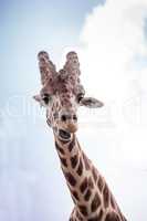 Curious and friendly Reticulated giraffe Giraffa camelopardalis