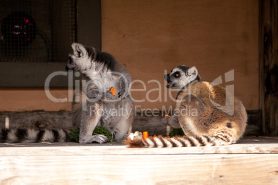 Ring-tailed lemur called Lemur catta