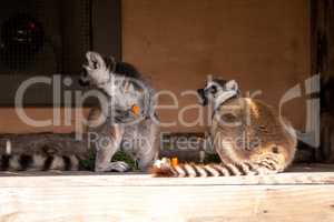 Ring-tailed lemur called Lemur catta