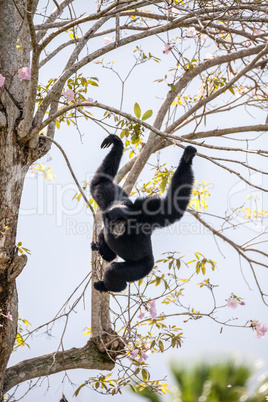 Siamang gibbon Symphalangus syndactylus