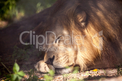 African lion Panthera leo takes a nap