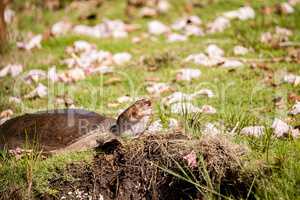 Florida softshell turtle Apalone ferox up on the grass