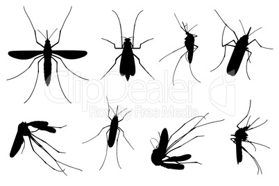 Set of different mosquitoes
