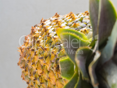 Close-up of ripe pineapple peel with stiff green leaves in the foreground.