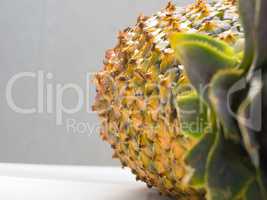 Close-up of ripe pineapple peel with stiff green leaves in the foreground.