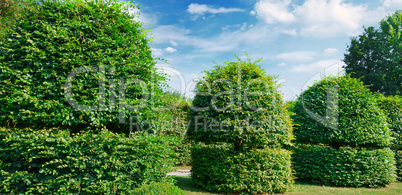 Hedges and ornamental shrub in a summer park. Wide photo.