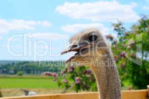 The head of an African ostrich against a scenic landscape.