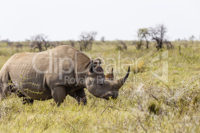 Breitmaulnashorn, white rhinoceros, Ceratotherium simum