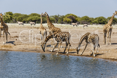 Giraffe (Giraffa) am Wasserloch, at the water hole,