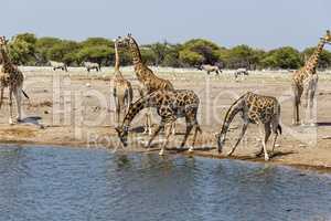 Giraffe (Giraffa) am Wasserloch, at the water hole,