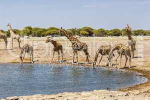 Giraffe (Giraffa) am Wasserloch, at the water hole,