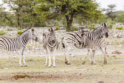 Zebra, Weibchen mit Fohlen, Zebra, females with foals