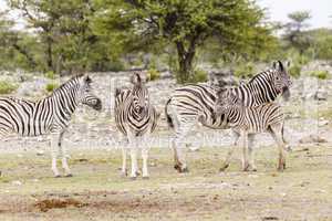 Zebra, Weibchen mit Fohlen, Zebra, females with foals