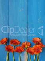 Orange daisies on a blue wooden background
