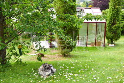 Hund Wolfsspitz im Garten auf Blumenwiese