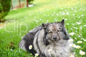 Hund Wolfsspitz im Garten auf Blumenwiese