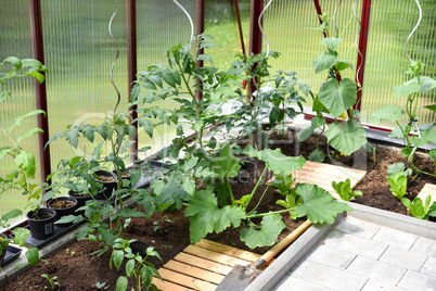 Gemüseanbau im Gewächshaus im Garten