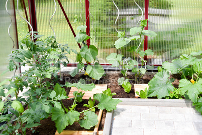 Gemüseanbau im Gewächshaus im Garten