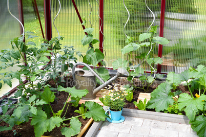 Gemüseanbau im Gewächshaus im Garten