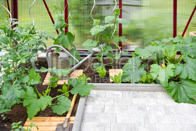 Gemüseanbau im Gewächshaus im Garten