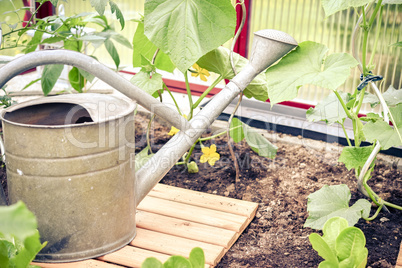 Gemüseanbau im Gewächshaus im Garten