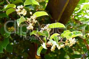 Kiwiblüte Kiwis im heimischen Garten