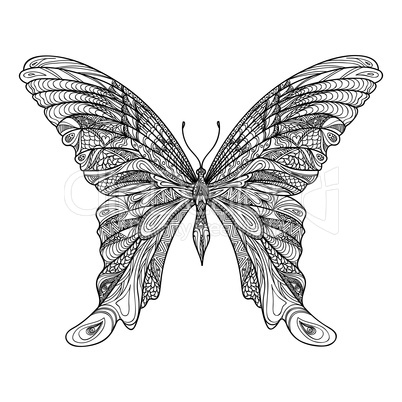 Butterfly isolated. Floral wildlife tropical insect doodle drawing.