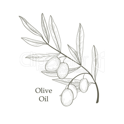 Olive tree branch, berries isolated. Vegetable garden background