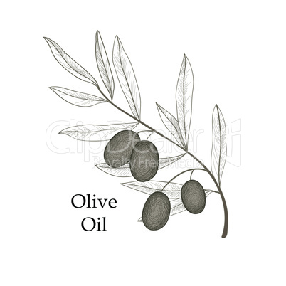 Olive tree branch, berries isolated. Vegetable garden background