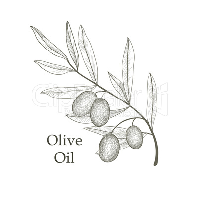 Olives With Leaves On A White Background Lizenzfreie Bilder Und