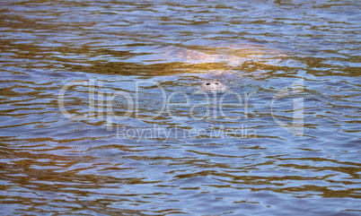 Manatee sea cow comes up for a breath of air