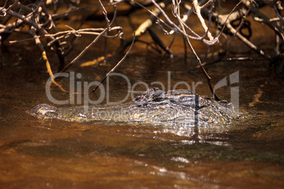 Young American Alligator mississippiensis lurking in a waterway