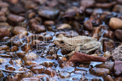 Northern cricket frog Acris crepitans