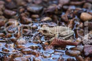 Northern cricket frog Acris crepitans