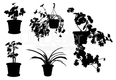 Set of different flowers in pots